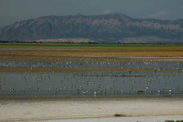 waterfowl